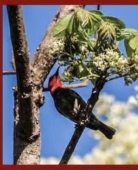 5 November Diperingati Sebagai Hari Cinta Puspa dan Satwa Nasional, Ini Temanya Tahun 2025