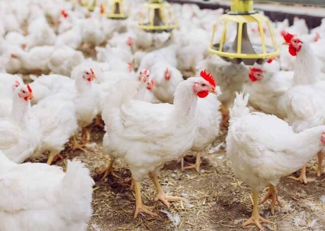 Pengamat Sarankan Investasi Rp20 Triliun Danantara Difokuskan Revitalisasi Peternakan Ayam