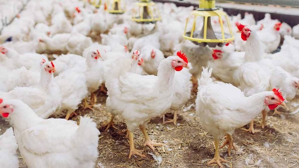 Pengamat Sarankan Investasi Rp20 Triliun Danantara Difokuskan Revitalisasi Peternakan Ayam