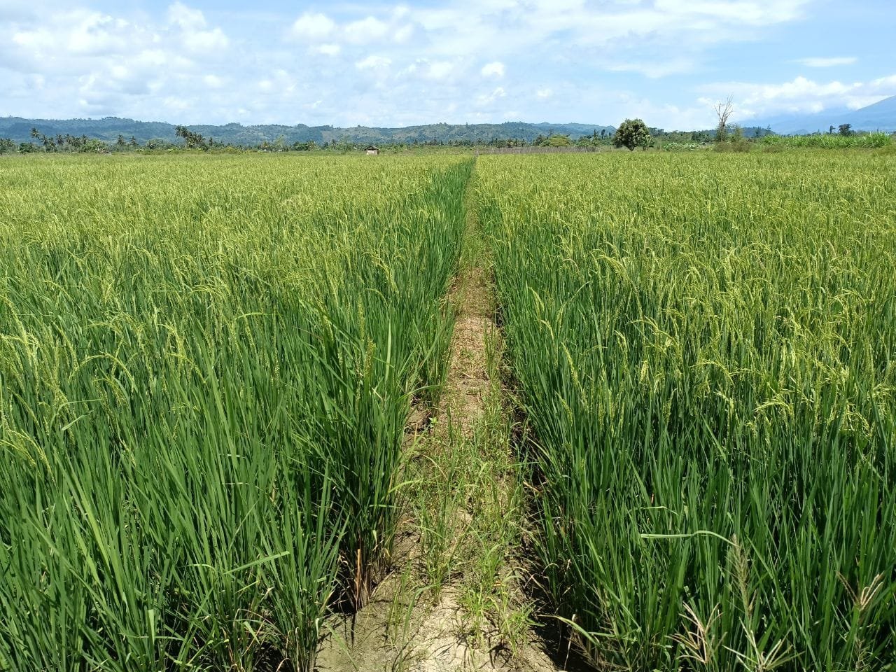 Produksi Beras Papua Barat 2025 Diprediksi Turun 4,51 Ribu Ton, BPS Sebut Akibat Alih Fungsi Lahan