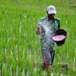 Ratusan Transaksi Tebus Pupuk Subsidi Terjadi pada Dini Hari 1 Januari