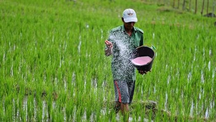 Ratusan Transaksi Tebus Pupuk Subsidi Terjadi pada Dini Hari 1 Januari